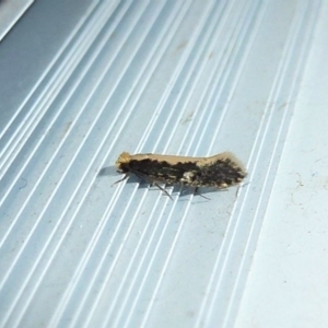 Monopis crocicapitella at Flynn, ACT - 12 Nov 2011