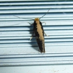 Monopis crocicapitella at Flynn, ACT - 12 Nov 2011