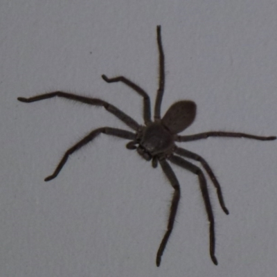 Isopeda sp. (genus) (Huntsman Spider) at Flynn, ACT - 10 Nov 2011 by Christine