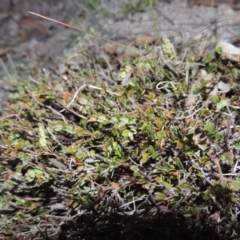 Bossiaea buxifolia (Matted Bossiaea) at Conder, ACT - 4 Nov 2017 by michaelb