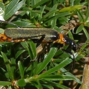 Chauliognathus lugubris at Acton, ACT - 13 Nov 2011