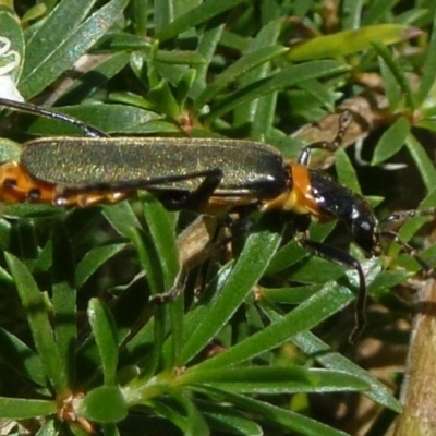 Chauliognathus lugubris (Plague Soldier Beetle) at ANBG - 12 Nov 2011 by Christine