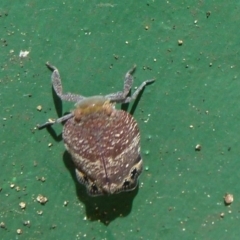 Platybrachys sp. (genus) (A gum hopper) at Flynn, ACT - 12 Nov 2011 by Christine