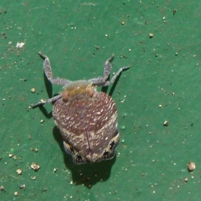 Platybrachys sp. (genus) (A gum hopper) at Flynn, ACT - 12 Nov 2011 by Christine