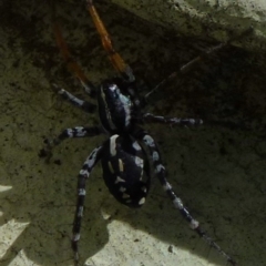 Nyssus coloripes (Spotted Ground Swift Spider) at Flynn, ACT - 12 Nov 2011 by Christine