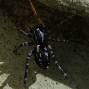 Nyssus coloripes at Flynn, ACT - 13 Nov 2011