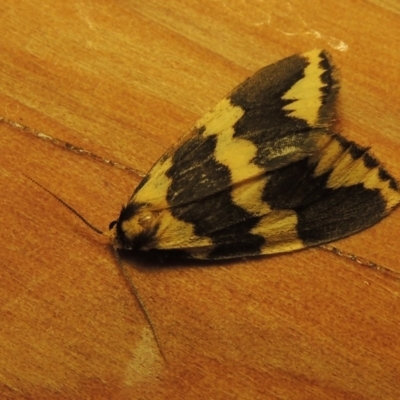 Termessa shepherdi (Shepherd's Footman) at Pine Island to Point Hut - 8 Nov 2017 by michaelb