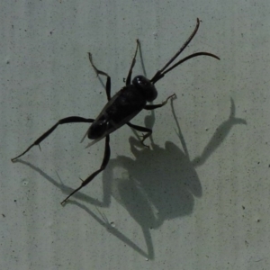 Evaniidae (family) at Flynn, ACT - 13 Nov 2011