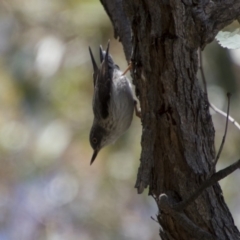 Daphoenositta chrysoptera (Varied Sittella) at Hawker, ACT - 19 Nov 2017 by Alison Milton