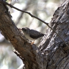 Daphoenositta chrysoptera at Hawker, ACT - 20 Nov 2017