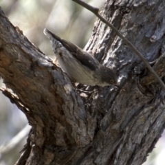 Daphoenositta chrysoptera at Hawker, ACT - 20 Nov 2017