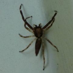 Helpis minitabunda (Threatening jumping spider) at Flynn, ACT - 12 Nov 2011 by Christine