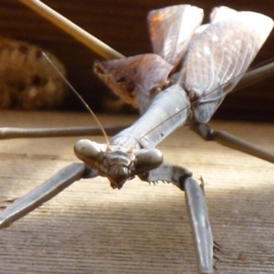 Archimantis sp. (genus) (Large Brown Mantis) at Flynn, ACT - 14 Nov 2011 by Christine