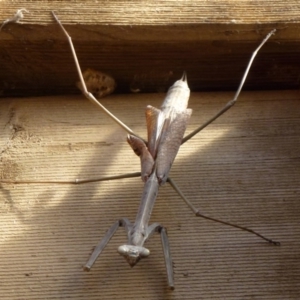 Archimantis sp. (genus) at Flynn, ACT - 15 Nov 2011 12:00 AM