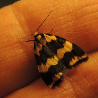 Termessa shepherdi (Shepherd's Footman) at Pine Island to Point Hut - 8 Nov 2017 by michaelb