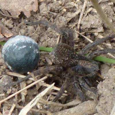 Lycosidae (family) (Wolf spider) at Flynn, ACT - 16 Nov 2011 by Christine