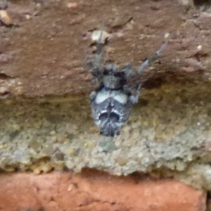 Uloboridae (family) at Flynn, ACT - 16 Nov 2011 12:00 AM