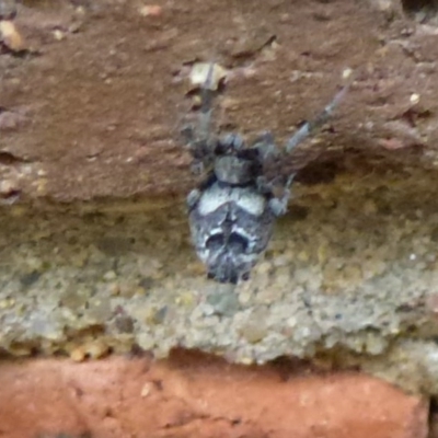 Uloboridae (family) (Unidentified venomless spider) at Flynn, ACT - 16 Nov 2011 by Christine