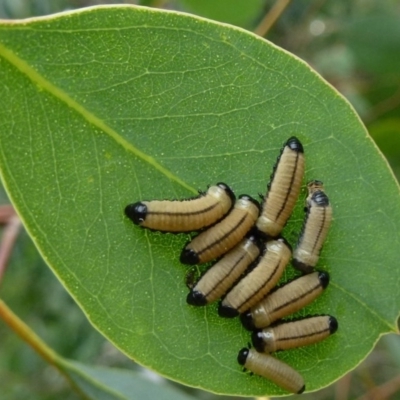 Paropsisterna cloelia (Eucalyptus variegated beetle) at Flynn, ACT - 16 Nov 2011 by Christine