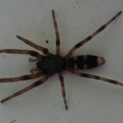Lampona cylindrata (White-tailed Spider) at Flynn, ACT - 22 Nov 2011 by Christine