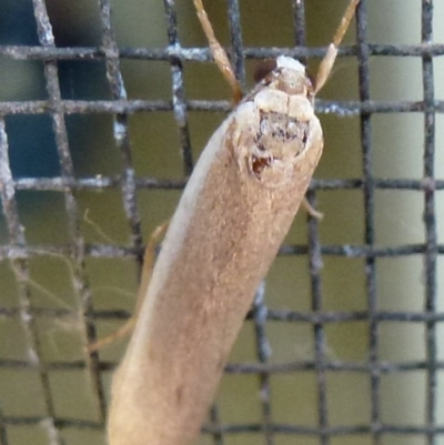 Scoliacma nana (Diminutive Footman) at Flynn, ACT - 23 Nov 2011 by Christine