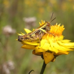 Brachyexarna lobipennis (Stripewinged meadow grasshopper) at Kambah, ACT - 29 Nov 2017 by MatthewFrawley