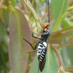 Callibracon capitator (White Flank Black Braconid Wasp) at Latham, ACT - 1 Dec 2011 by Christine
