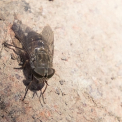 Tabanidae (family) (Unidentified march or horse fly) at The Pinnacle - 19 Nov 2017 by Alison Milton