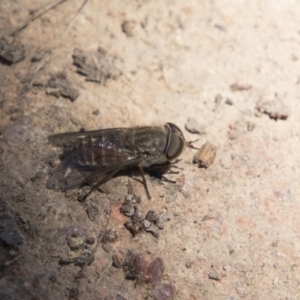 Tabanidae (family) at Hawker, ACT - 20 Nov 2017 10:58 AM