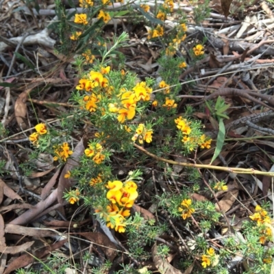 Pultenaea laxiflora (Loose-flower Bush Pea) at Aranda, ACT - 1 Dec 2017 by NickiTaws