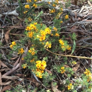 Pultenaea laxiflora at Aranda, ACT - 1 Dec 2017