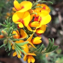 Pultenaea laxiflora at Aranda, ACT - 1 Dec 2017