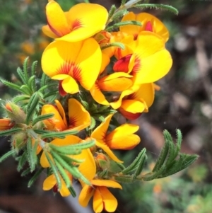 Pultenaea laxiflora at Aranda, ACT - 1 Dec 2017