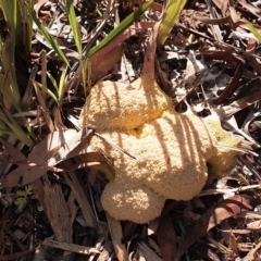 Fuligo septica (Scrambled egg slime) at Canberra Central, ACT - 19 Dec 2017 by Heino