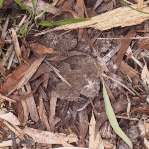 Fuligo septica at Canberra Central, ACT - 19 Dec 2017 01:07 PM