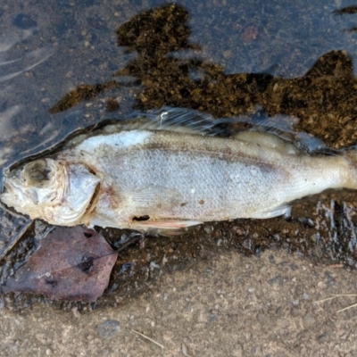 Perca fluviatilis (Redfin) at Dickson Wetland Corridor - 30 Nov 2017 by WalterEgo