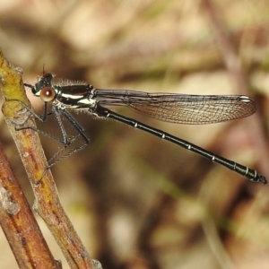 Austroargiolestes calcaris at Tennent, ACT - 1 Dec 2017