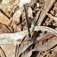 Austroargiolestes calcaris at Tennent, ACT - 1 Dec 2017 08:40 AM