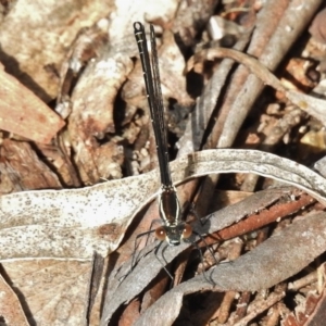 Austroargiolestes calcaris at Tennent, ACT - 1 Dec 2017 08:40 AM