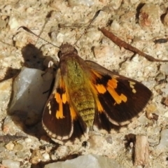 Trapezites phigalioides (Montane Ochre) at Tennent, ACT - 30 Nov 2017 by JohnBundock