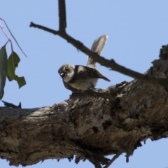 Rhipidura albiscapa (Grey Fantail) at Hawker, ACT - 20 Nov 2017 by AlisonMilton