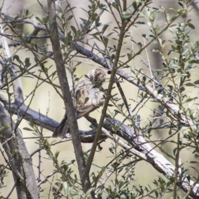 Pyrrholaemus sagittatus (Speckled Warbler) at The Pinnacle - 19 Nov 2017 by Alison Milton