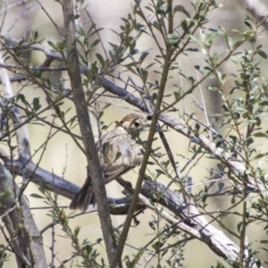 Pyrrholaemus sagittatus at Hawker, ACT - 20 Nov 2017