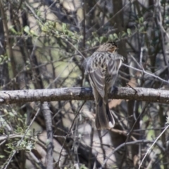 Pyrrholaemus sagittatus at Hawker, ACT - 20 Nov 2017