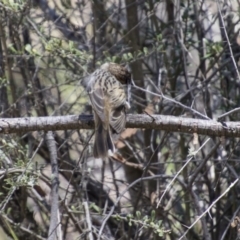 Pyrrholaemus sagittatus at Hawker, ACT - 20 Nov 2017 10:47 AM