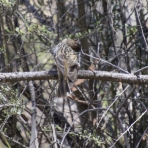 Pyrrholaemus sagittatus at Hawker, ACT - 20 Nov 2017