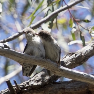 Daphoenositta chrysoptera at Hawker, ACT - 20 Nov 2017 10:45 AM