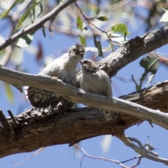 Daphoenositta chrysoptera at Hawker, ACT - 20 Nov 2017