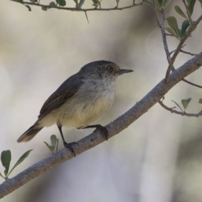 Acanthiza reguloides (Buff-rumped Thornbill) at Hawker, ACT - 20 Nov 2017 by AlisonMilton