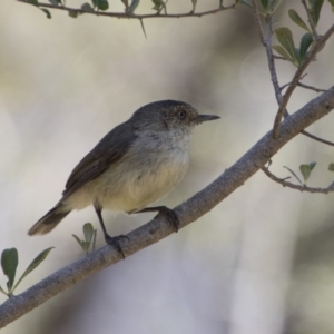 Acanthiza reguloides at Hawker, ACT - 20 Nov 2017